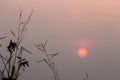 Sunset views amidst a green field