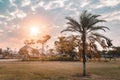 Sunset at Villa-Lobos Park in San Paulo Sao Paulo, Brazil Bra Royalty Free Stock Photo