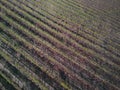 Sunset vineyard aerial shot in autumn Royalty Free Stock Photo