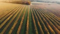 Sunset vineyard idyllic winemaking, organic growth, multi colored autumn crop generated by AI