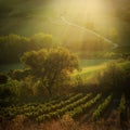 Sunset in a vineyard in Tuscany Italy