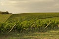 Sunset vineyard - Tuscany