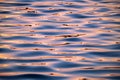 Sunset water reflection background Royalty Free Stock Photo