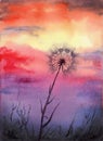 Sunset watercolor illustration. The sky over the field and dandelion Royalty Free Stock Photo