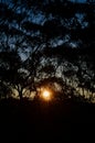 Sunset through the trees in the Blue Mountains Royalty Free Stock Photo