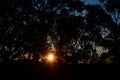 Sunset through the trees in the Blue Mountains Royalty Free Stock Photo