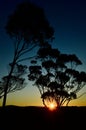 Sunset through the trees in the Blue Mountains Royalty Free Stock Photo