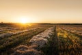 Sunset on wheat field with corn straw Royalty Free Stock Photo