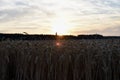 Sunset, wheat field, ears a sky