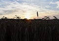 Sunset, wheat field, ears a sky