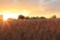 Sunset on the wheat field