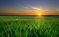 Sunset in the wheat field Royalty Free Stock Photo