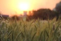 Sunset, wheat fields and evening colours Royalty Free Stock Photo
