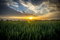 Sunset in the wheat fields Royalty Free Stock Photo