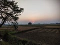 Sunset a wheatfarm of beautifulnature
