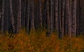 Sunset wide Aspen forest of trees artistic dusk Royalty Free Stock Photo