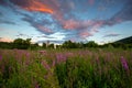 Sunset and wildflowers