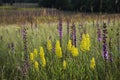 Sunset Wildflowers Royalty Free Stock Photo