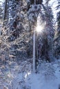 Sunset in a winter forest.