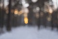 Sunset in the winter forest - blur bokeh background