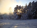 Sunset in winter forest Royalty Free Stock Photo