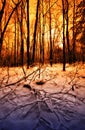 Sunset in a Winter Forest