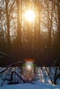 Sunset in winter forest, solar lens flare through trees