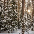 Sunset in the winter forest. Spruce and pine trees covered with fresh snow on a frosty day Royalty Free Stock Photo