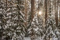 Sunset in the winter forest. Spruce and pine trees covered with fresh snow on a frosty day Royalty Free Stock Photo