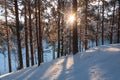 Sunset in a winter forest. Sun rays shining in pine and fir trees Royalty Free Stock Photo