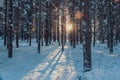 Sunset in a winter forest. Sun rays shining in pine and fir trees