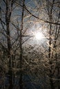 Sunset in the winter forest. The sunrays break through the snow-covered trees