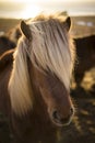 Sunset in Winter with Icelandic Horses Royalty Free Stock Photo