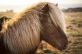 Sunset in Winter with Icelandic Horses Royalty Free Stock Photo