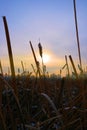 Sunset winter landscape with black silhouettes dried cattails covered with snow