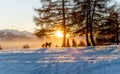 Sunset in winter. Landscape of snow, fog and trees with copy space. One people silhouette walking with one dog