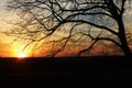 Sunset at winter over a vineyard farm field Royalty Free Stock Photo