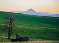 Sunset on winter wheat in the springtime. Royalty Free Stock Photo