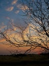 A sunset witnessed through the branches.