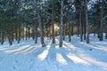 Sunset in the wood between pine trees strains in winter period