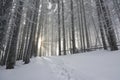 Sunset in the wood between the trees strains in winter