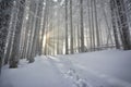 Sunset in the wood between the trees strains in winter