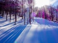 Sunset in the wood between the trees strains in winter period