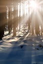 Sunset in the wood between the trees strains in winter period.