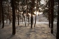 Sunset in the wood between the trees strains in winter period