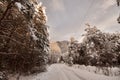 Sunset in the wood between the trees strains in winter period