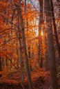 Sunset on a wooded trail during autumn Royalty Free Stock Photo