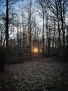 Sunset in the forest in the Cleveland,Ohio Metroparks Royalty Free Stock Photo