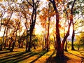 Rays of gold sunlight in forest.