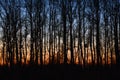 Sunset in the woods autumn forest Royalty Free Stock Photo